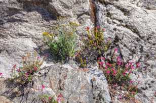 Wildflowers from Granite cracks-2411